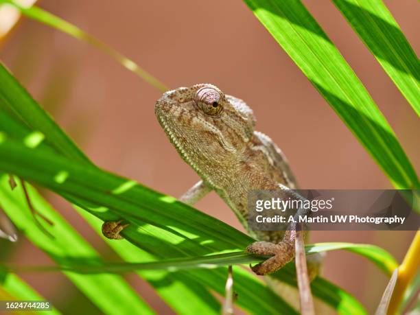common chameleon (chamaeleo chamaeleon) in mediterranean olive tree. malaga, spain - biosphere planet earth stockfoto's en -beelden