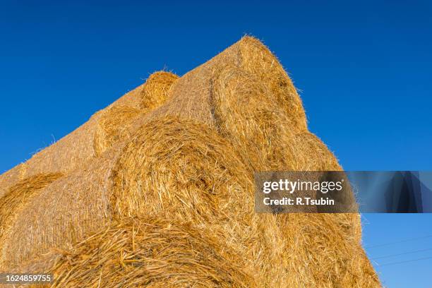 piled hay bales on a field against blue sky - stubble texture stock pictures, royalty-free photos & images