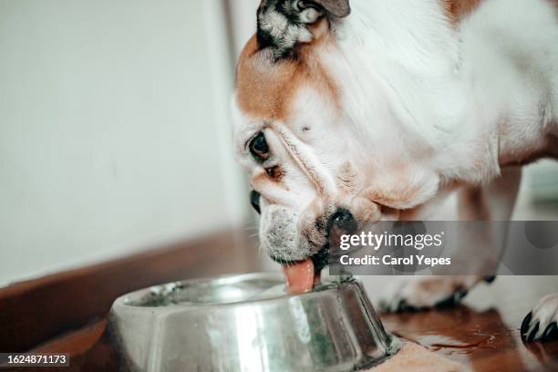 close up image of dog drinking water from a metallic bowl - dog heatwave stock pictures, royalty-free photos & images