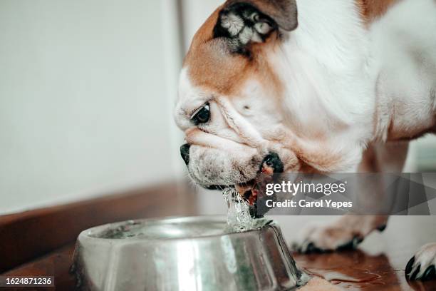 close up image of dog drinking water from a metallic bowl - dog heatwave stock pictures, royalty-free photos & images