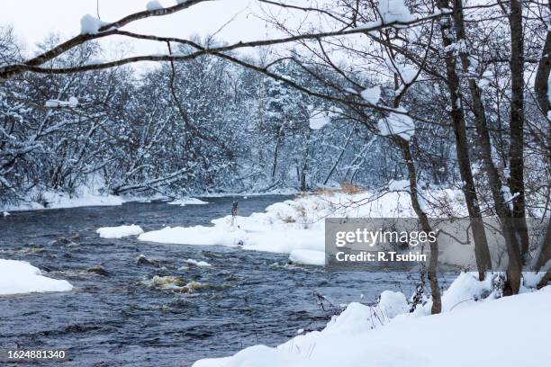 winter forest river - february stockfoto's en -beelden