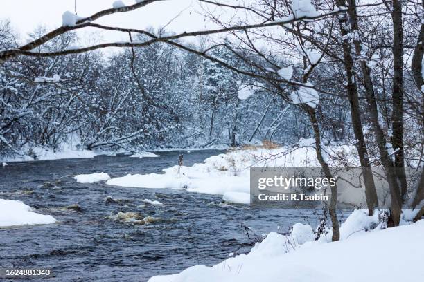 winter forest river - february stock pictures, royalty-free photos & images