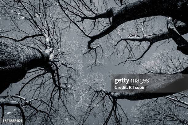 black and white tree - estonia forest stock pictures, royalty-free photos & images