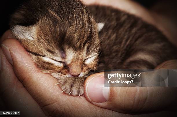 newborn cat - kittens sleeping stock pictures, royalty-free photos & images
