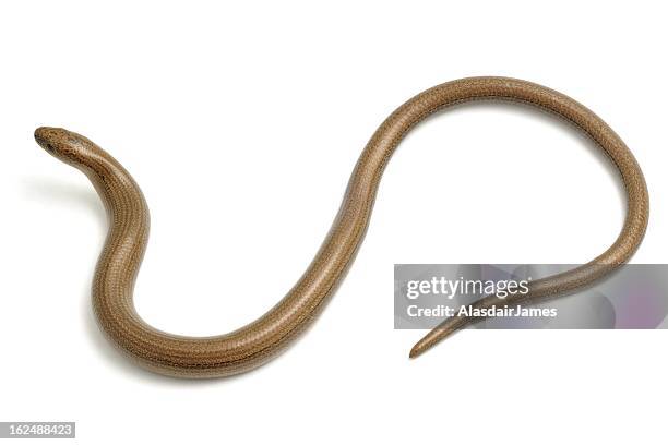 slow worm from above - brown snake stock pictures, royalty-free photos & images