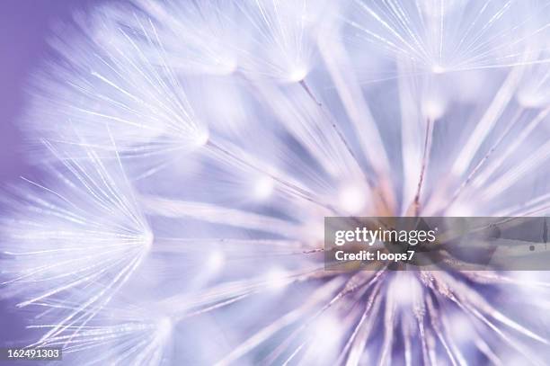 dandelion detail