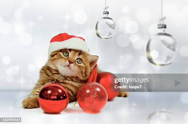 christmas little cat - santa hat stock pictures, royalty-free photos & images