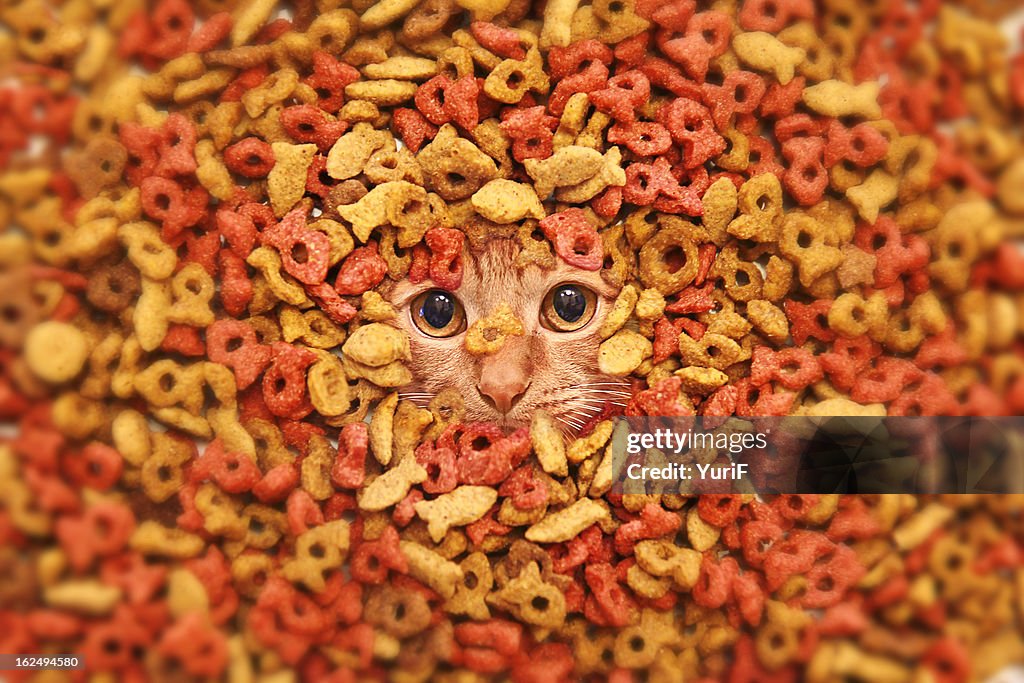 Dry food and a cat.