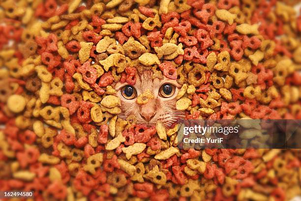 dry food and a cat. - cat food stock pictures, royalty-free photos & images