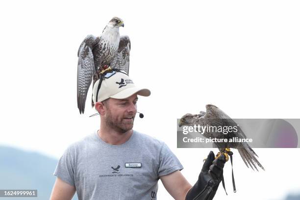 August 2023, North Rhine-Westphalia, Detmold: A Laggar falcon and a Lanner falcon fly to their falconer Benjamin Aschmann on the grounds of the...