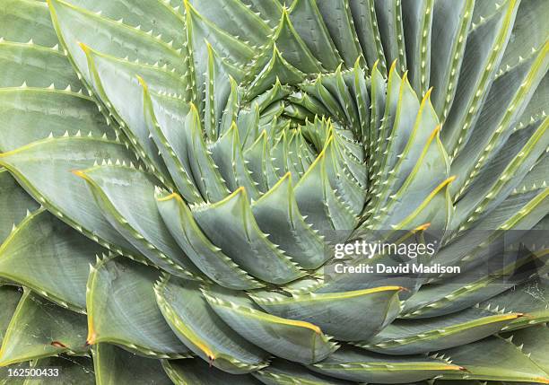 spiral aloe (aloe polyphylla) - aloe plant stockfoto's en -beelden