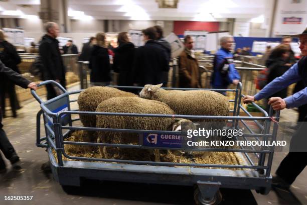 Farmers tranport sheep on a trolley during the 50th International Agriculture Fair of Paris at the Porte de Versailles exhibition center, on February...