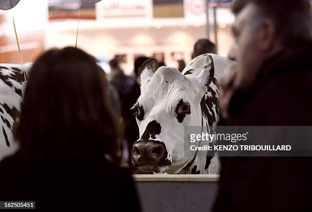 People look at cows as they visit the 50th International Agriculture Fair of Paris at the Porte de Versailles exhibition center, on February 24, 2013...
