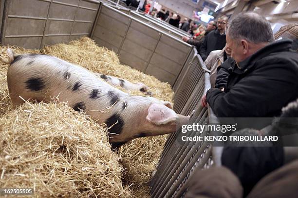 People look at pigs as they visit the 50th International Agriculture Fair of Paris at the Porte de Versailles exhibition center, on February 24, 2013...