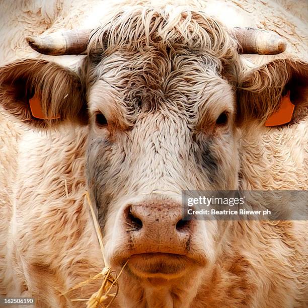 cow's regard - charolais rind stock-fotos und bilder