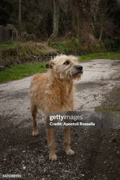 abandoned stray dog - perros abandonados fotografías e imágenes de stock