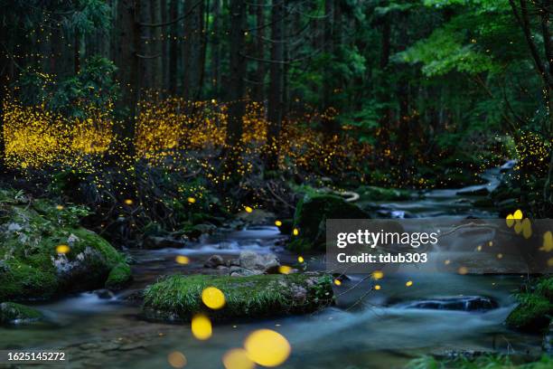 fireflies glowing above a river in the forest at night - fairy stock pictures, royalty-free photos & images