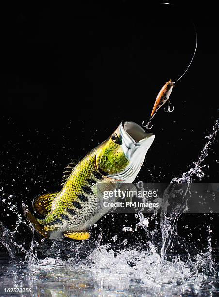 Large mouth bass leap out of water