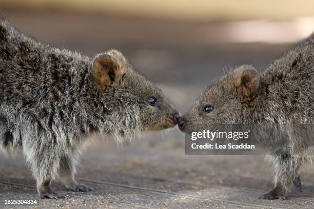 quokkas greet - quokka imagens e fotografias de stock