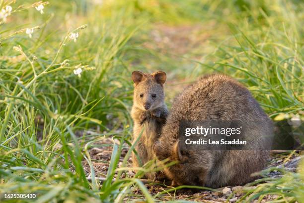 quokka joey - rottnest island stock pictures, royalty-free photos & images