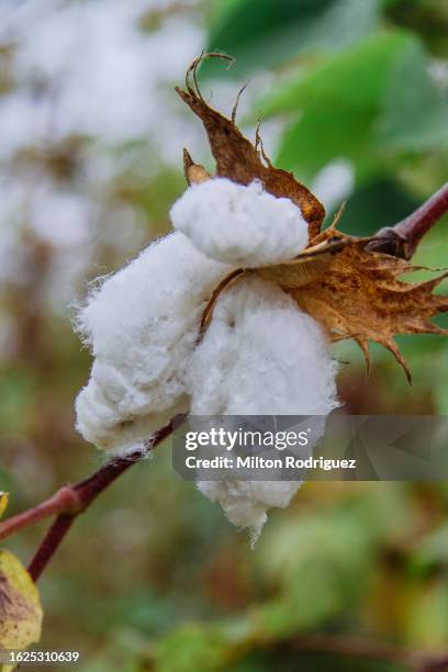 cotton fields ready for harvest, chincha peru - pisco peru stock pictures, royalty-free photos & images