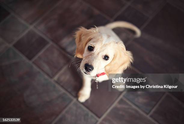 puppy sitting and looking up - young animal stock pictures, royalty-free photos & images