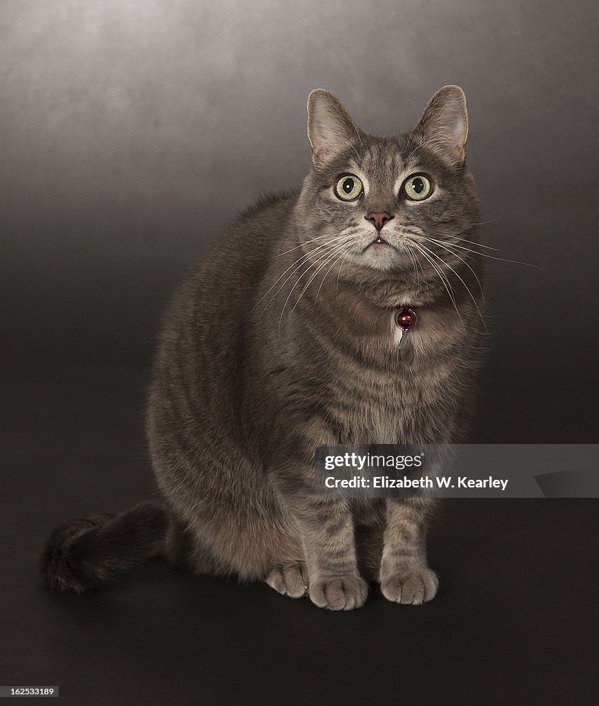 Gray tabby cat