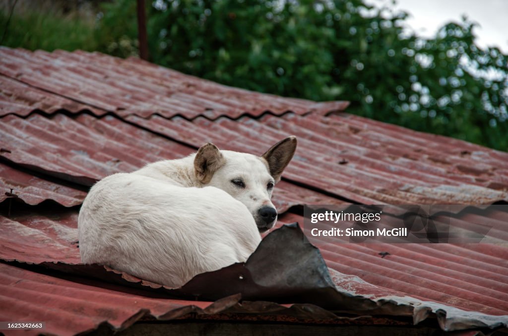 Dog laying down on an old corrugated iron roof