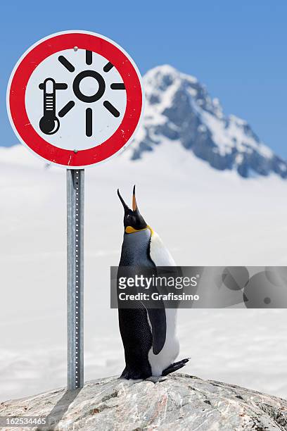 antarctica king penguin with road sign global warming - penguin stock pictures, royalty-free photos & images