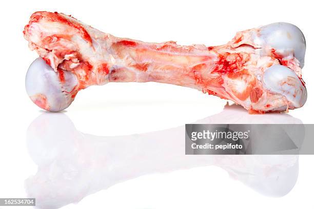 large meaty bone - dog bone stock pictures, royalty-free photos & images