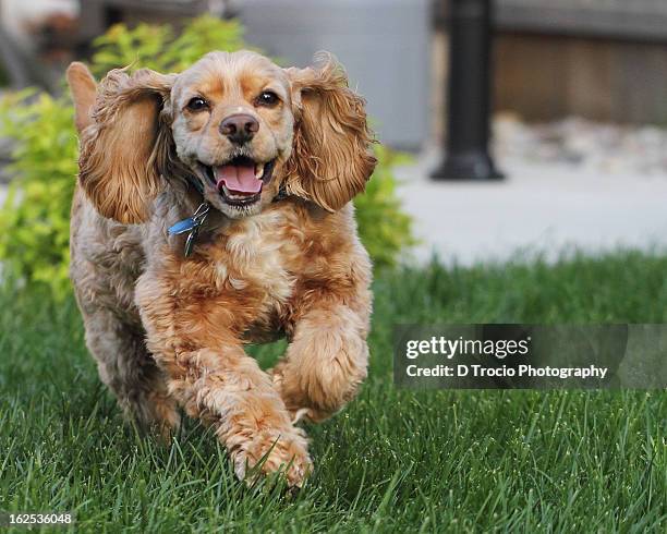 american cocker spaniel running outdoors - cocker spaniel bildbanksfoton och bilder