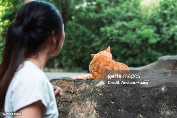 asian woman with a  stray ginger cat outdoors in the street park. - tom cat stock pictures, royalty-free photos & images