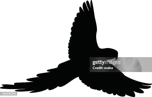 ilustrações, clipart, desenhos animados e ícones de pássaro silhouete - papagaio