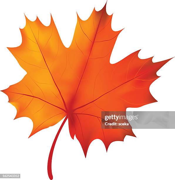 an isolated autumn leaf on white - acer stock illustrations