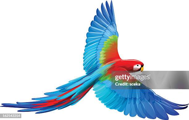 35 564点の鳥 南国のストックフォト Getty Images 35 564点の鳥 南国のストックフォト Getty Images
