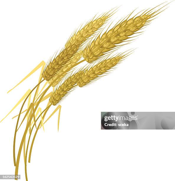 wheat - corn stalk stock illustrations