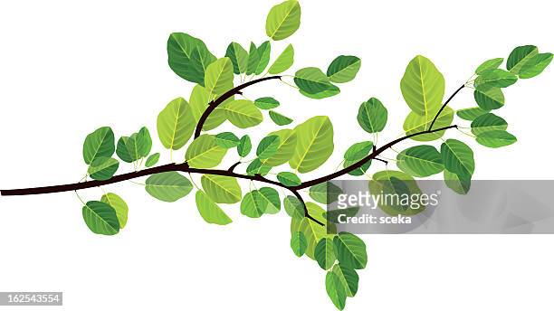 branch - leaf stock illustrations