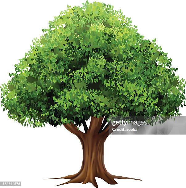 tree - pine forest stock illustrations