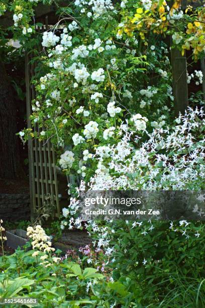 part of my garden - white rose garden stock pictures, royalty-free photos & images