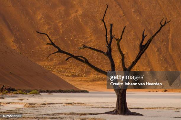 dead king - dead vlei namibia ストックフォトと画像