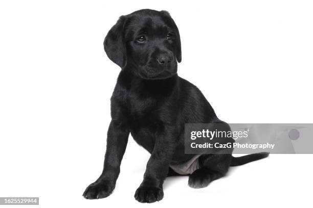 black labrador 8 week puppy - black labrador playing stock pictures, royalty-free photos & images