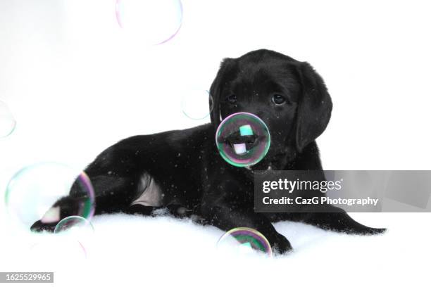 black labrador 8 week puppy - black labrador playing stock pictures, royalty-free photos & images