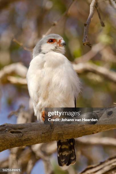 Pygmy Falcon, Stock-Foto