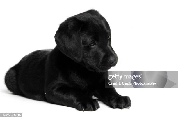 black labrador 8 week puppy - black labrador playing stock pictures, royalty-free photos & images