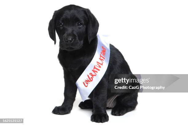 black labrador 8 week puppy - black labrador playing stock pictures, royalty-free photos & images