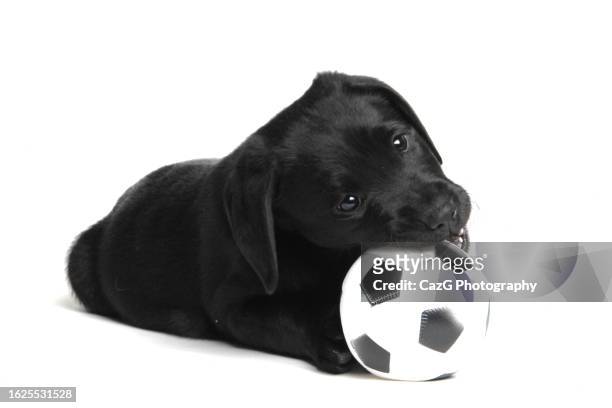 black labrador 8 week puppy - black labrador playing stock pictures, royalty-free photos & images
