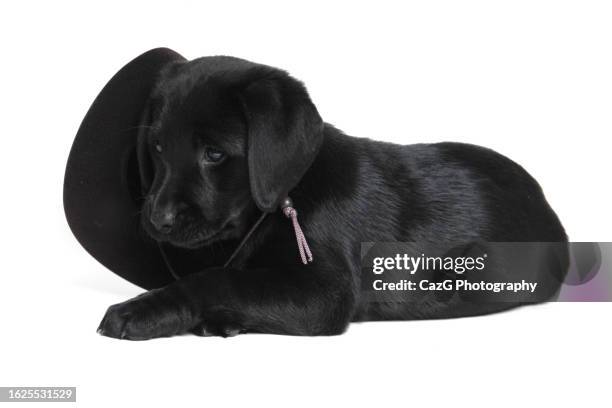 black labrador 8 week puppy - black labrador playing stock pictures, royalty-free photos & images