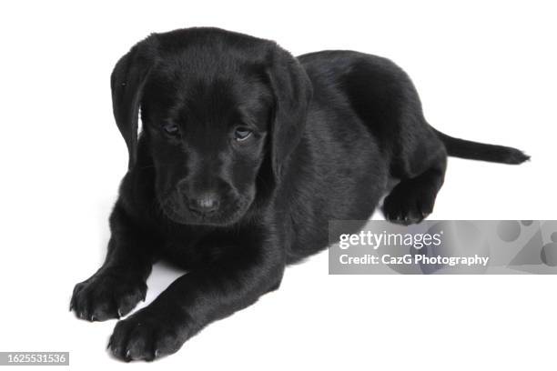 black labrador 8 week puppy - black labrador playing stock pictures, royalty-free photos & images