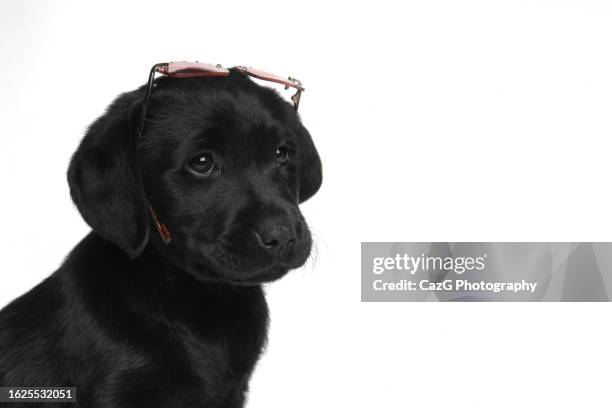 black labrador 8 week puppy - black labrador playing stock pictures, royalty-free photos & images