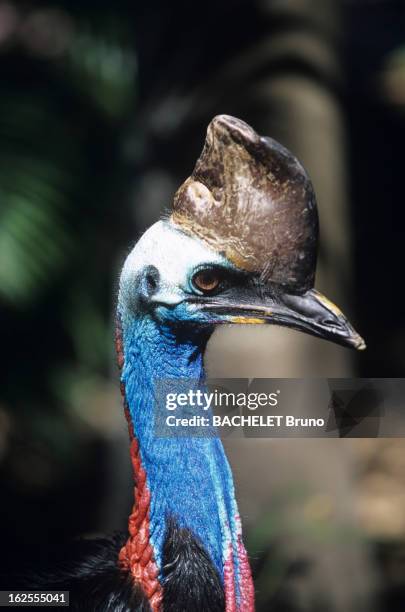 Queensland, One Of The Last Large Wild Area Of The Planet. En Australie, en juillet 2001, lors d'un reportage dans l'Etat du QUEENSLAND au nord -est...